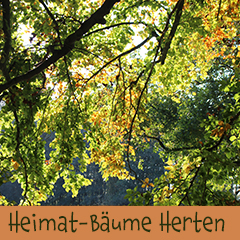 Kunst Kultur Herten Eva Ernst Herten, Video Heimat-Bäume